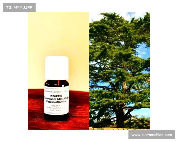 冥想与自然对话的艺术与实践：连接内心与自然的实用指南